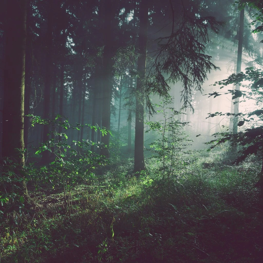Misty Pine Forest in Early Morning